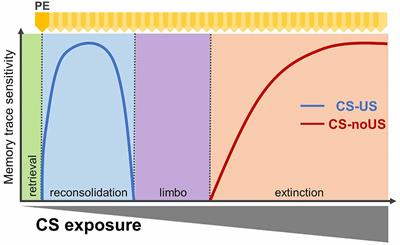 Retrieval-Dependent Mechanisms Affecting Emotional Memory Persistence: Reconsolidation, Extinction, and the Space in Between